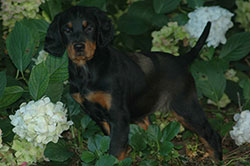 Gordon Setter puppy